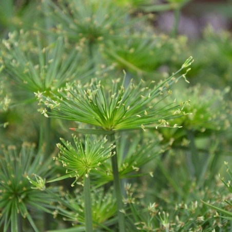 Papyrus - Seeds Papyrus - Seeds