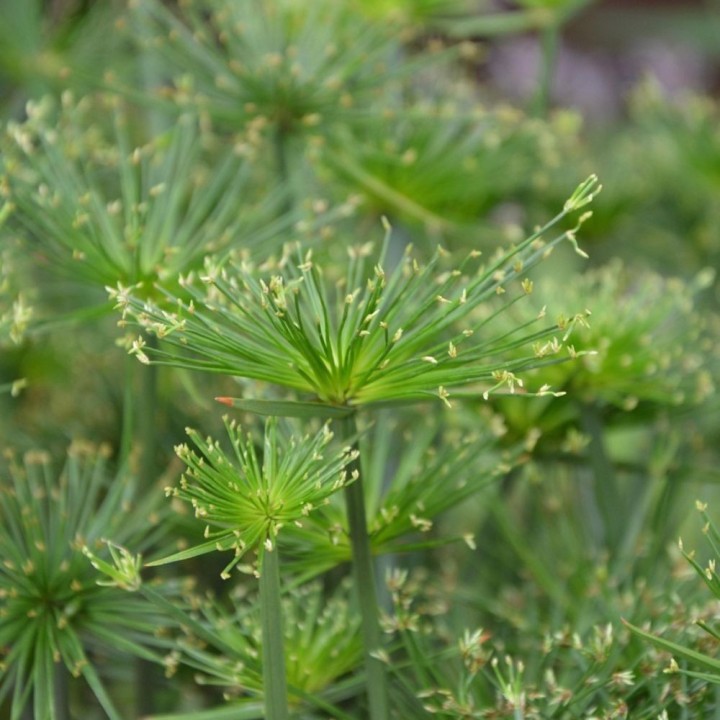 Papyrus - Seeds