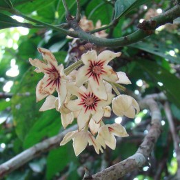 Kola nut - Seeds