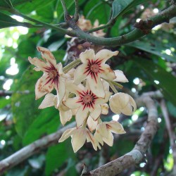 Kola nut - Seeds
