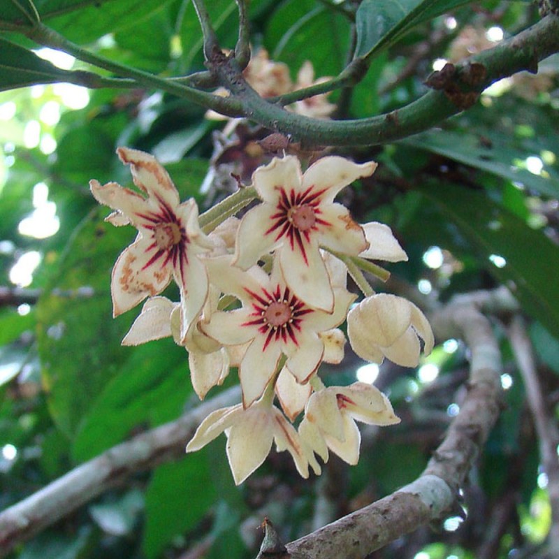 Kola nut - Seeds