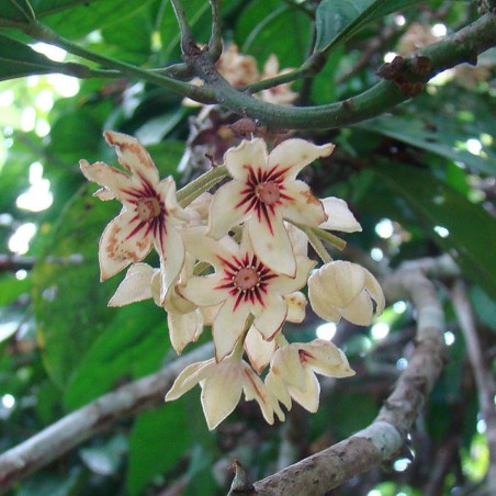 Kola nut - Seeds