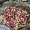 Kola nut - Seeds