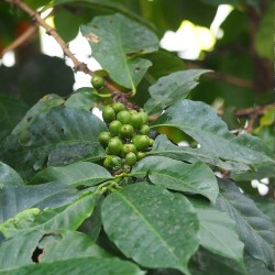 Robusta coffee - Seeds
