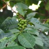 Robusta coffee - Seeds