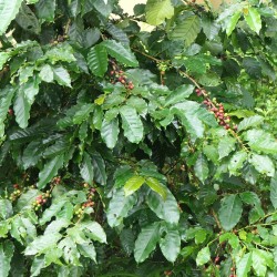 Robusta coffee - Seeds