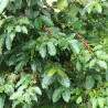Robusta coffee - Seeds