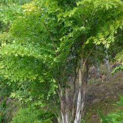 Fishtail palm - Seeds