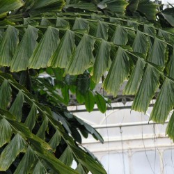 Fishtail palm - Seeds