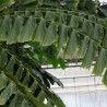 Fishtail palm - Seeds