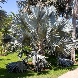 Bismarck palm - Seeds