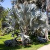 Bismarck palm - Seeds