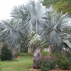 Bismarck palm - Seeds