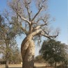 Za baobab - Seeds