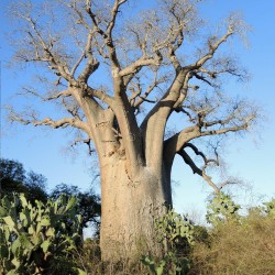 Za baobab - Seeds