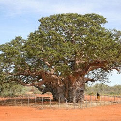 Australian baobab - Seeds