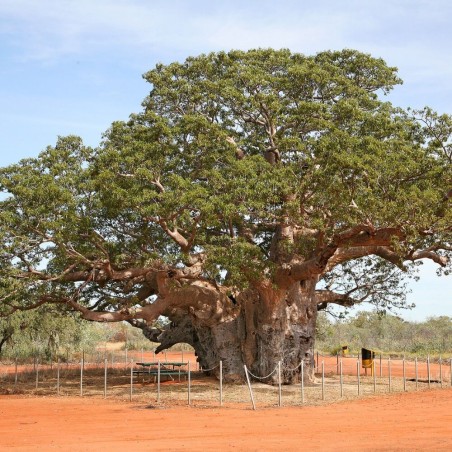 Australian baobab - Seeds