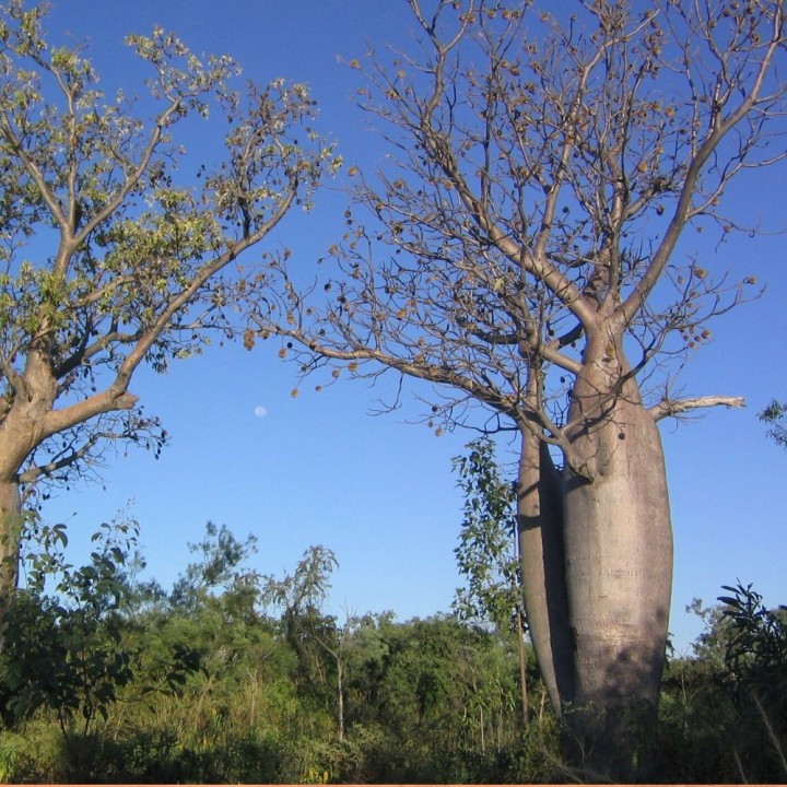 Australian baobab - Seeds