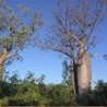 Australian baobab - Seeds