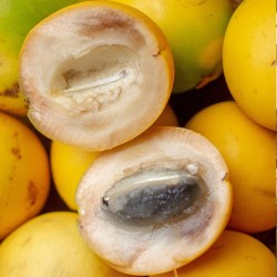 Abiu - Seeds