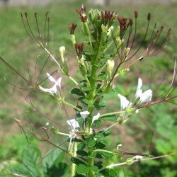 Cleome gynandra
