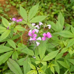 African Spider Flower - Seeds