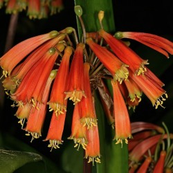 Robust Clivia - Seeds