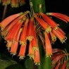 Robust Clivia - Seeds