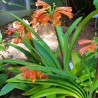 Robust Clivia - Seeds