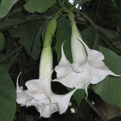 Angel's trumpet - Seeds