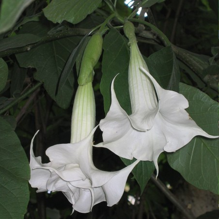 Angel's trumpet - Seeds Angel's trumpet - Seeds