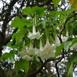 Angel's trumpet - Seeds