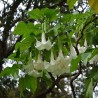 Angel's trumpet - Seeds