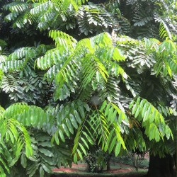 Australian Chestnut - Seeds