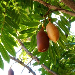 Australian Chestnut - Seeds