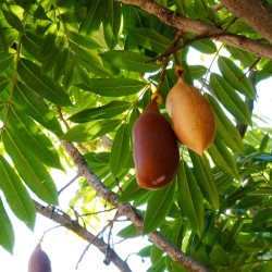 Australian Chestnut - Seeds