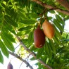 Australian Chestnut - Seeds