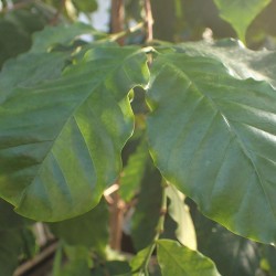 Bengal coffee - Seeds
