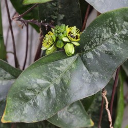 Passiflora coriacea seeds