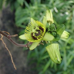 Bat-leaf passionflower - Seeds