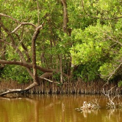 Black mangrove - Seeds