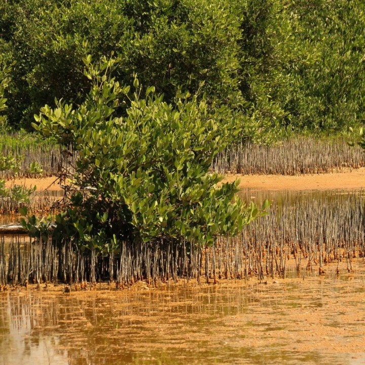 Black mangrove - Seeds