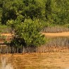 Black mangrove - Seeds