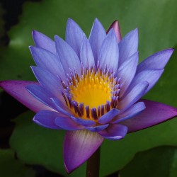 Blue water lily - Seeds