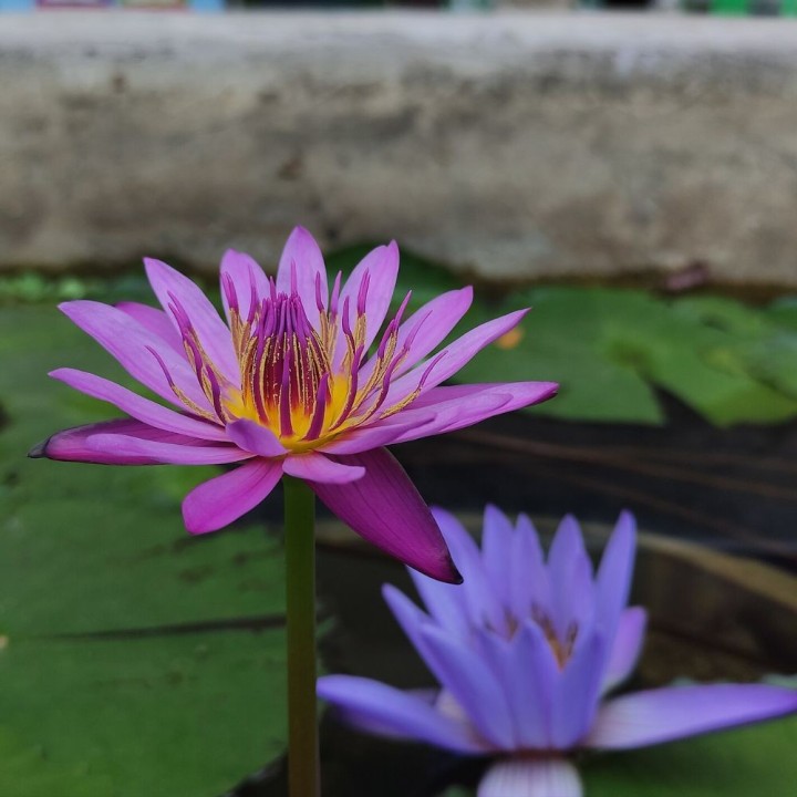Blue water lily - Seeds