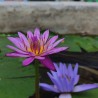 Blue water lily - Seeds