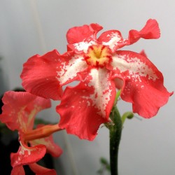 Baron's pachypodium - Seeds