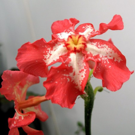 Baron's pachypodium - Seeds