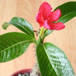 Baron's pachypodium - Seeds