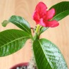 Baron's pachypodium - Seeds